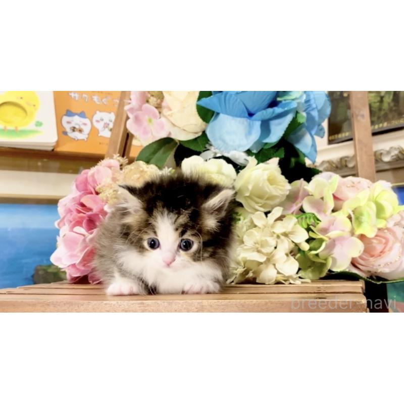 販売中の北海道のマンチカン-136657の4枚目