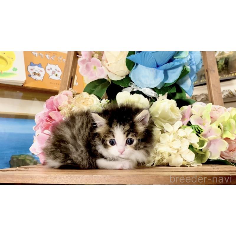 販売中の北海道のマンチカン-136657の3枚目