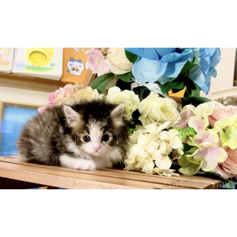 販売中の北海道のマンチカン-136657の2枚目