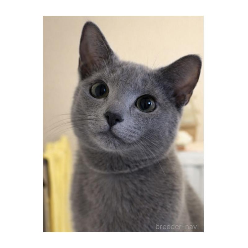 販売中の埼玉県のロシアンブルー-130301