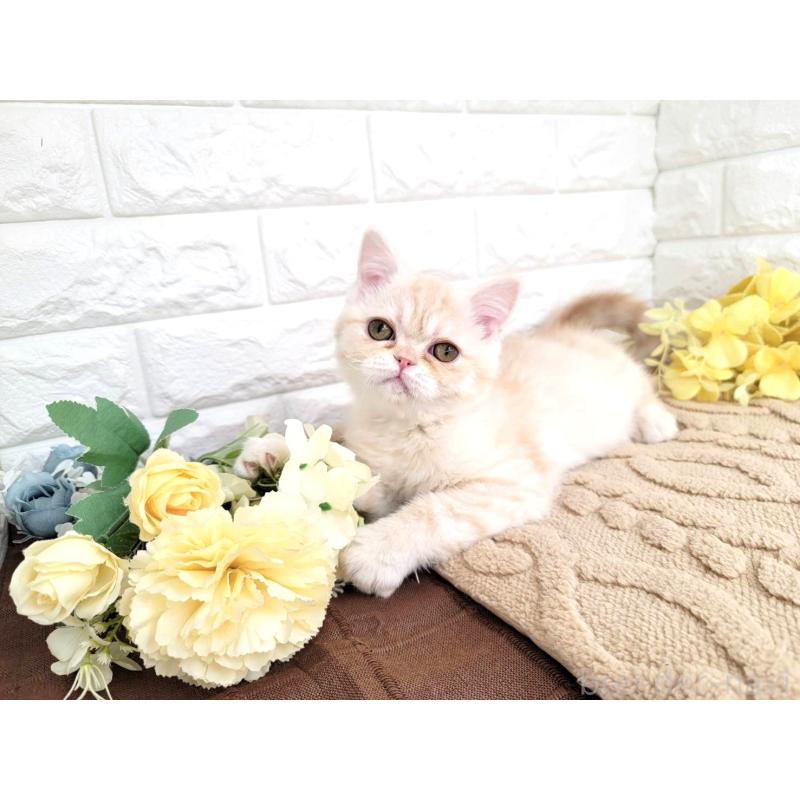 販売中の埼玉県のミヌエット-134628