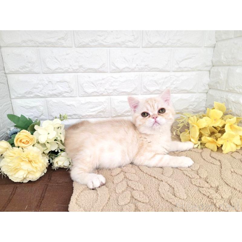 販売中の埼玉県のミヌエット-134628の6枚目