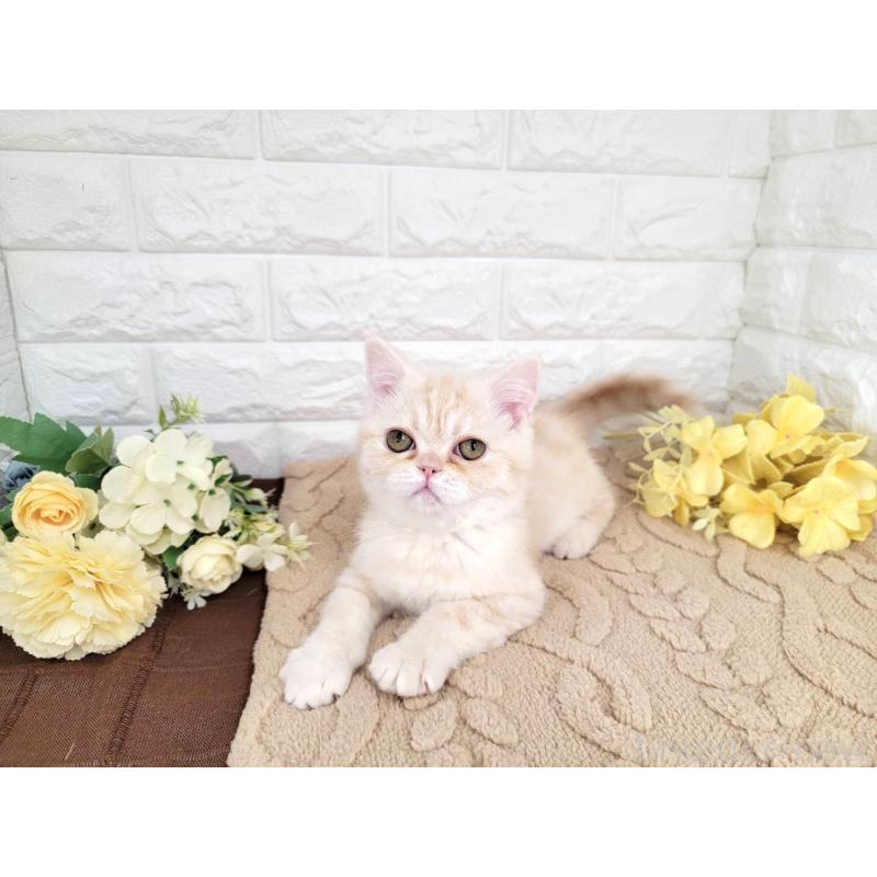 販売中の埼玉県のミヌエット-134628の5枚目