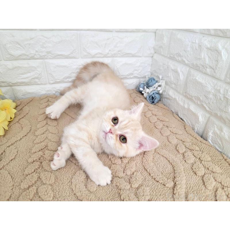 販売中の埼玉県のミヌエット-134628の4枚目