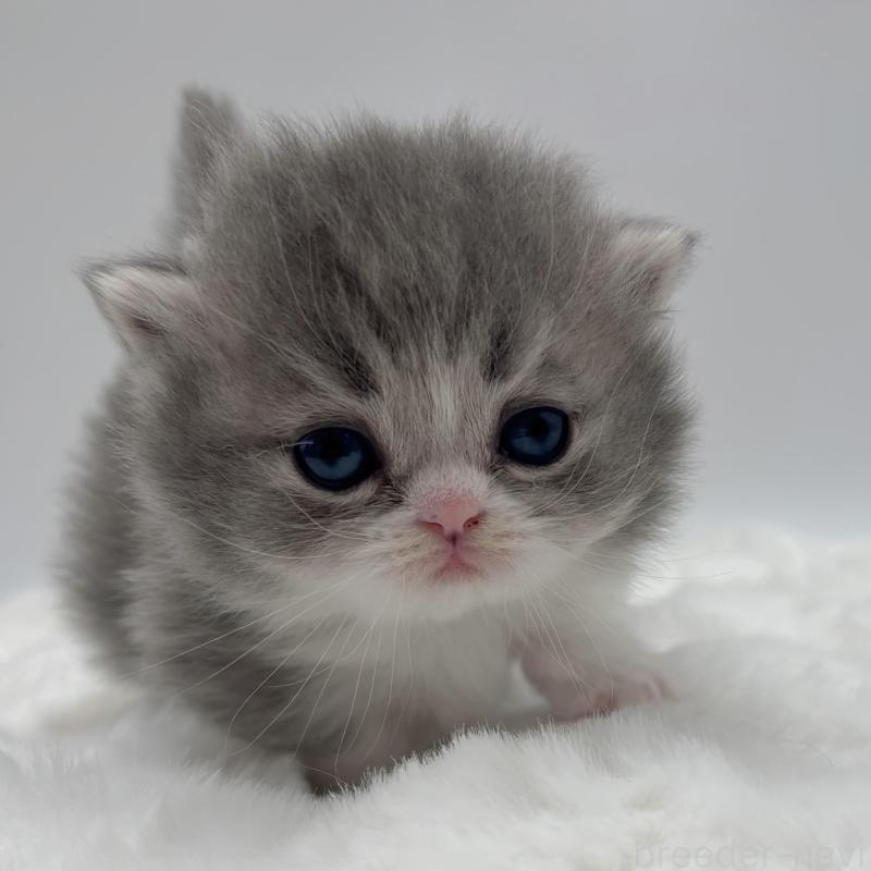 販売中の愛知県のミヌエット(短足)-136658の1枚目