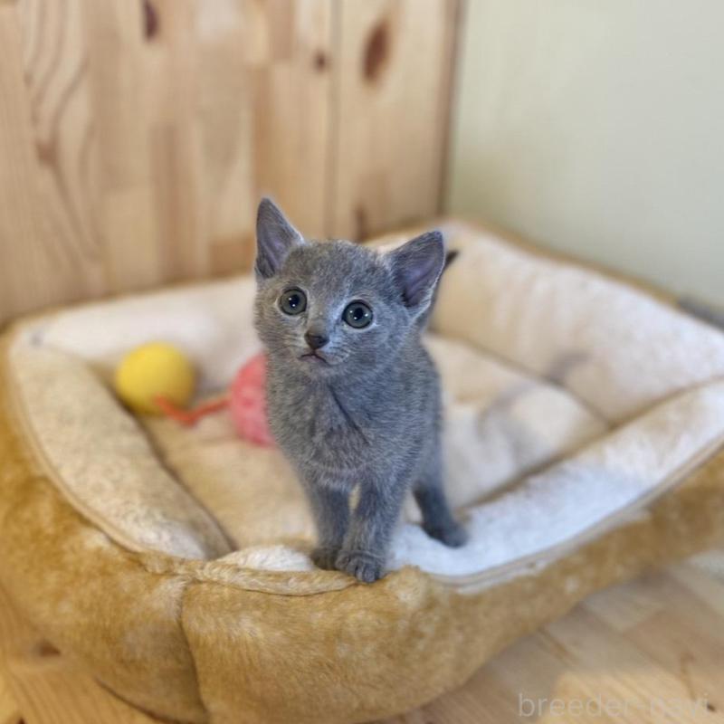 販売中の長野県のロシアンブルー-136659の8枚目