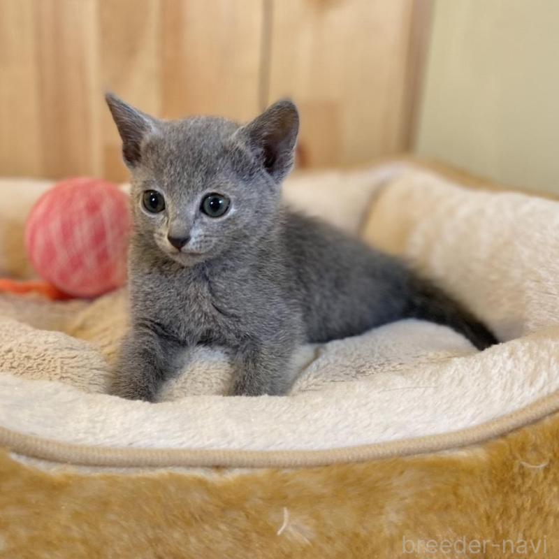 販売中の長野県のロシアンブルー-136659の7枚目