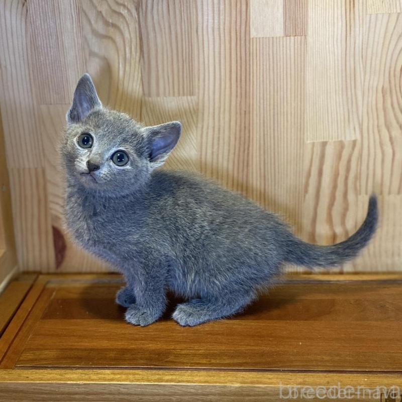 販売中の長野県のロシアンブルー-136659の6枚目