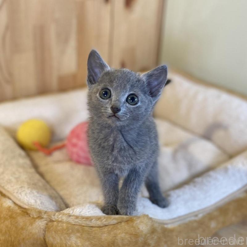 販売中の長野県のロシアンブルー-136659の5枚目