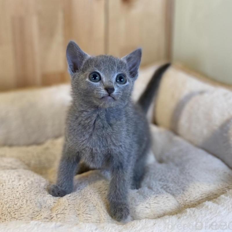 販売中の長野県のロシアンブルー-136659の3枚目