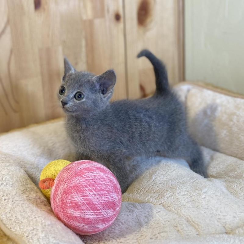 販売中の長野県のロシアンブルー-136659の2枚目