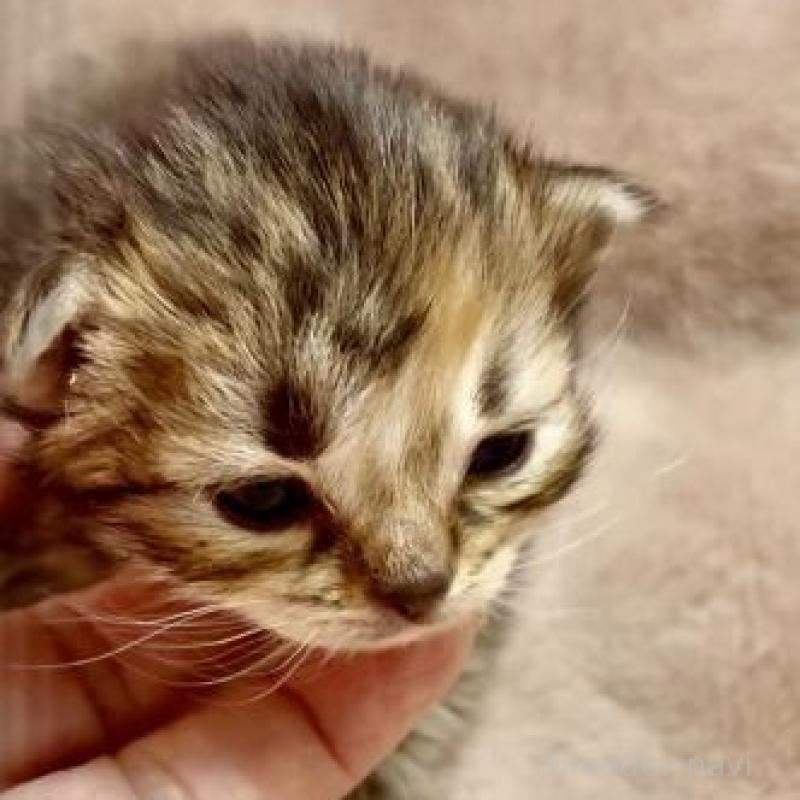 販売中の大阪府のラガマフィン-136660の1枚目