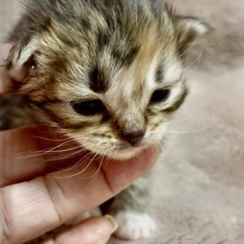 販売中の大阪府のラガマフィン-136660の3枚目