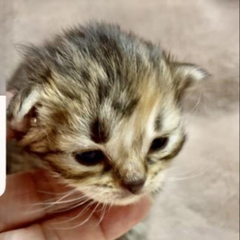 販売中の大阪府のラガマフィン-136660の2枚目