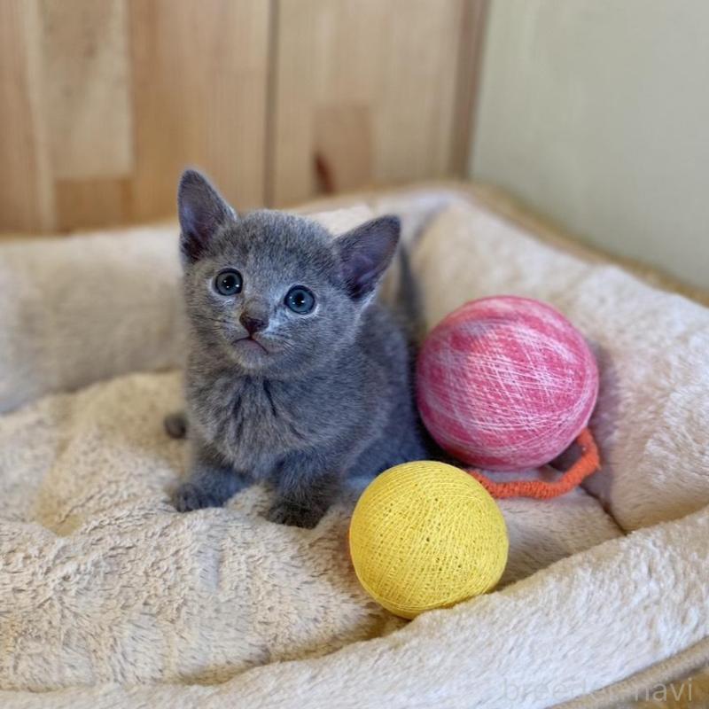 販売中の長野県のロシアンブルー-136661の9枚目