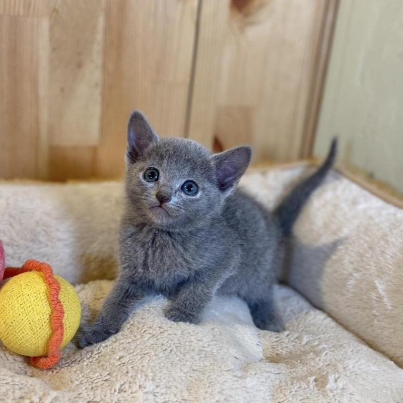 販売中の長野県のロシアンブルー-136661の8枚目