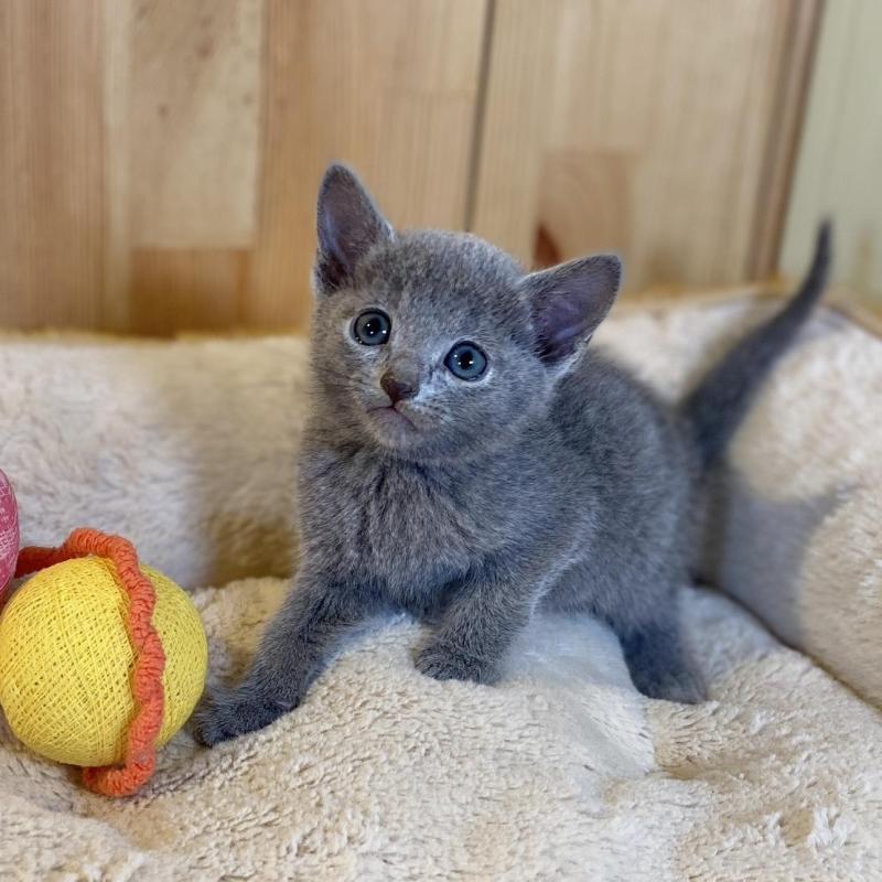 販売中の長野県のロシアンブルー-136661の7枚目