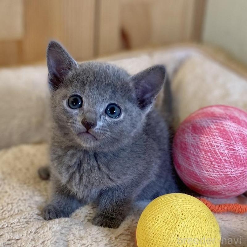 販売中の長野県のロシアンブルー-136661の6枚目