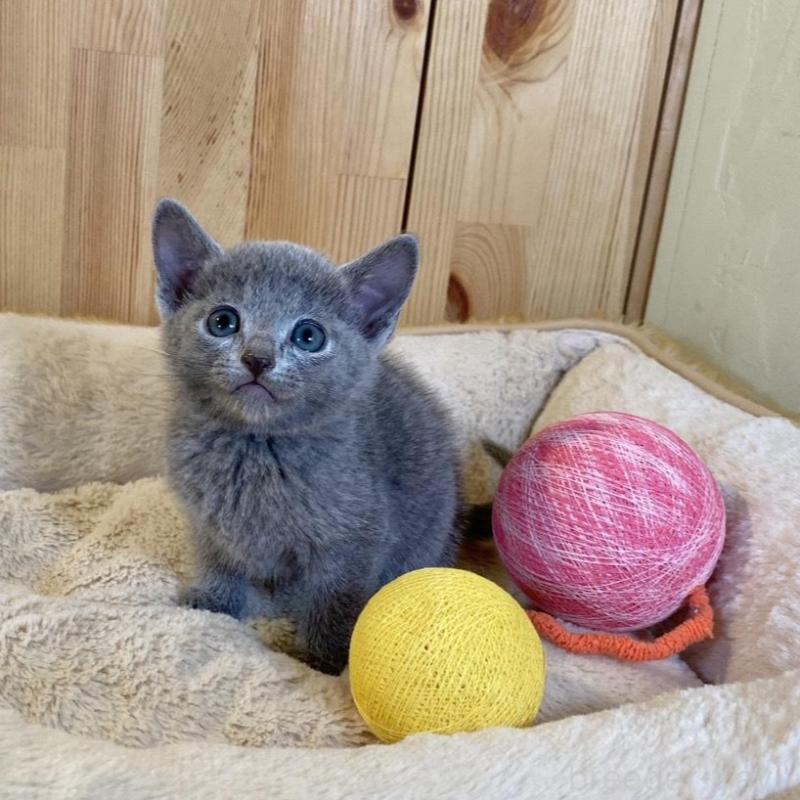 販売中の長野県のロシアンブルー-136661の4枚目