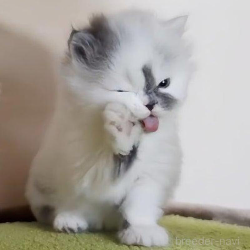 販売中の愛媛県のミヌエット-136663の7枚目