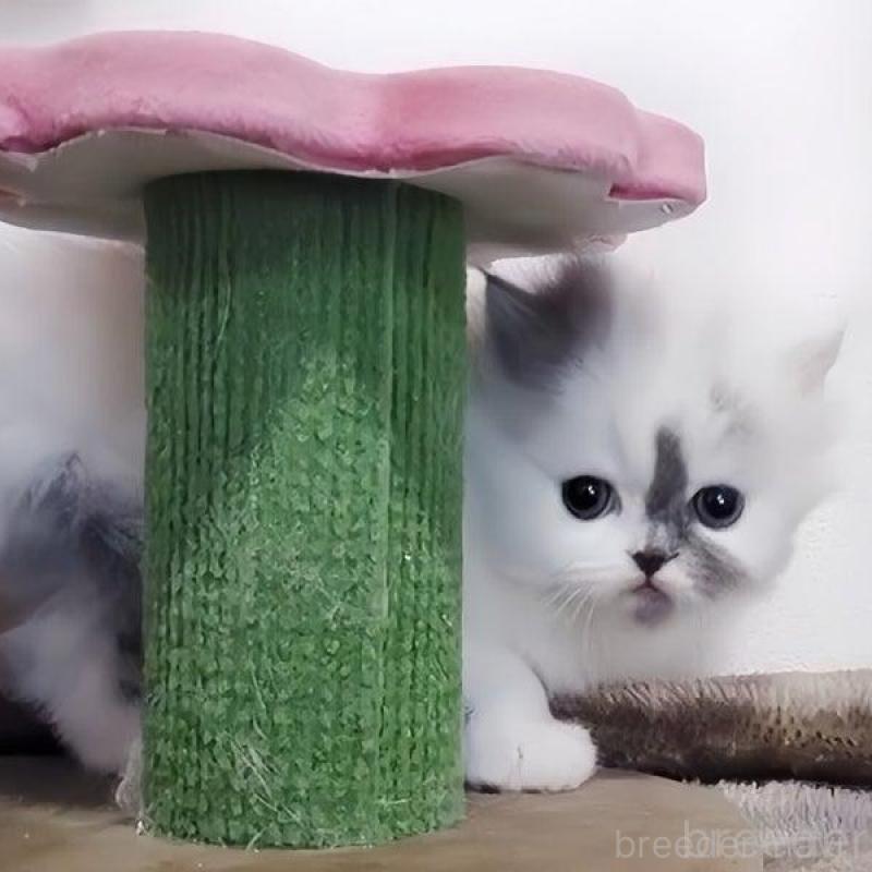 販売中の愛媛県のミヌエット-136663の5枚目