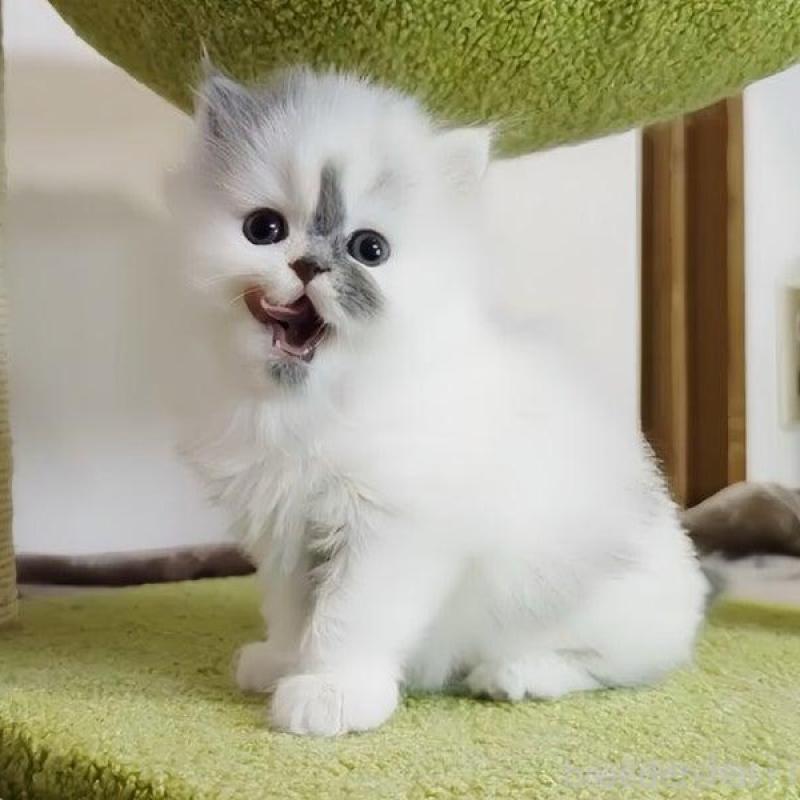 販売中の愛媛県のミヌエット-136663