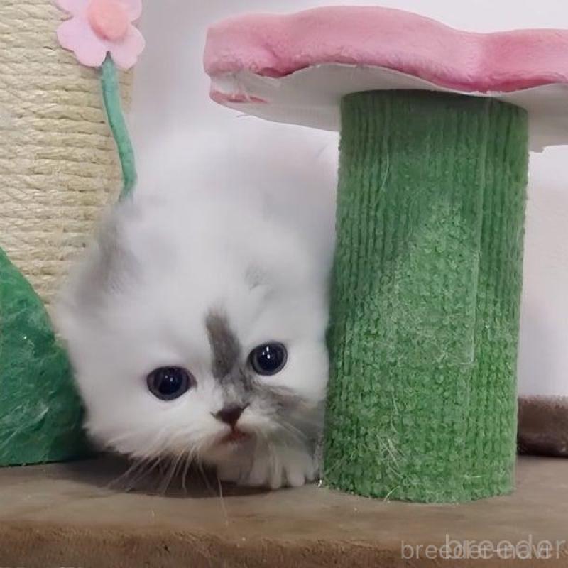 販売中の愛媛県のミヌエット-136663の4枚目