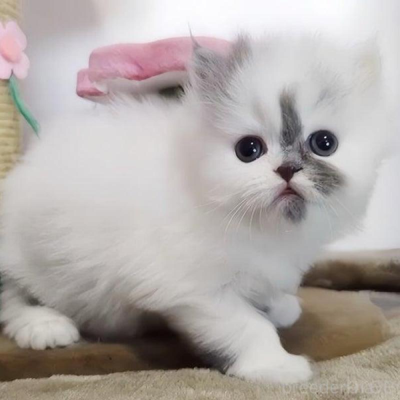 販売中の愛媛県のミヌエット-136663の3枚目