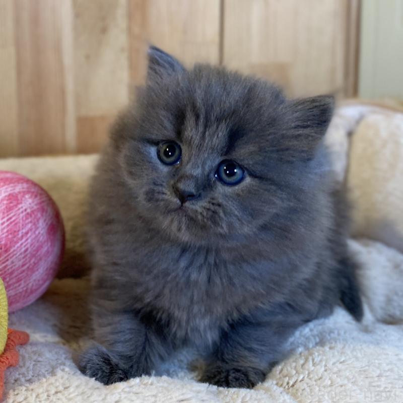 販売中の長野県のマンチカン-136662の10枚目