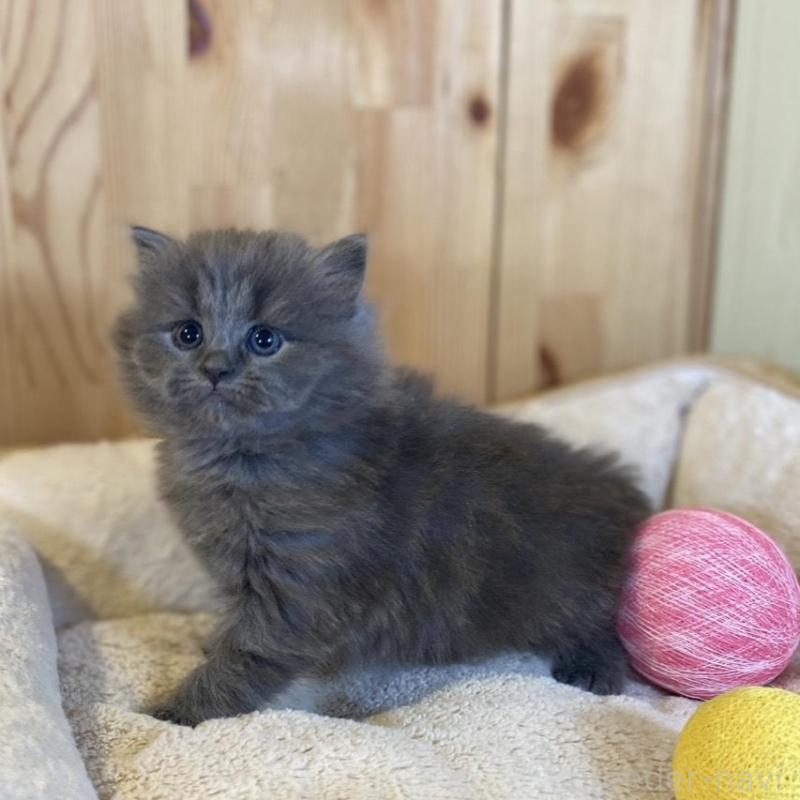 販売中の長野県のマンチカン-136662の9枚目