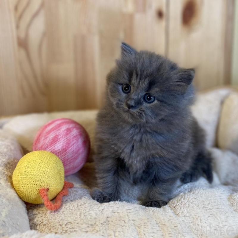 販売中の長野県のマンチカン-136662の8枚目