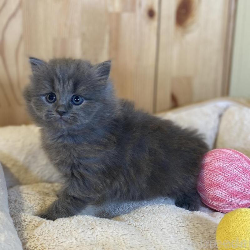 販売中の長野県のマンチカン-136662の7枚目