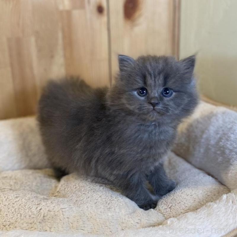 販売中の長野県のマンチカン-136662の6枚目