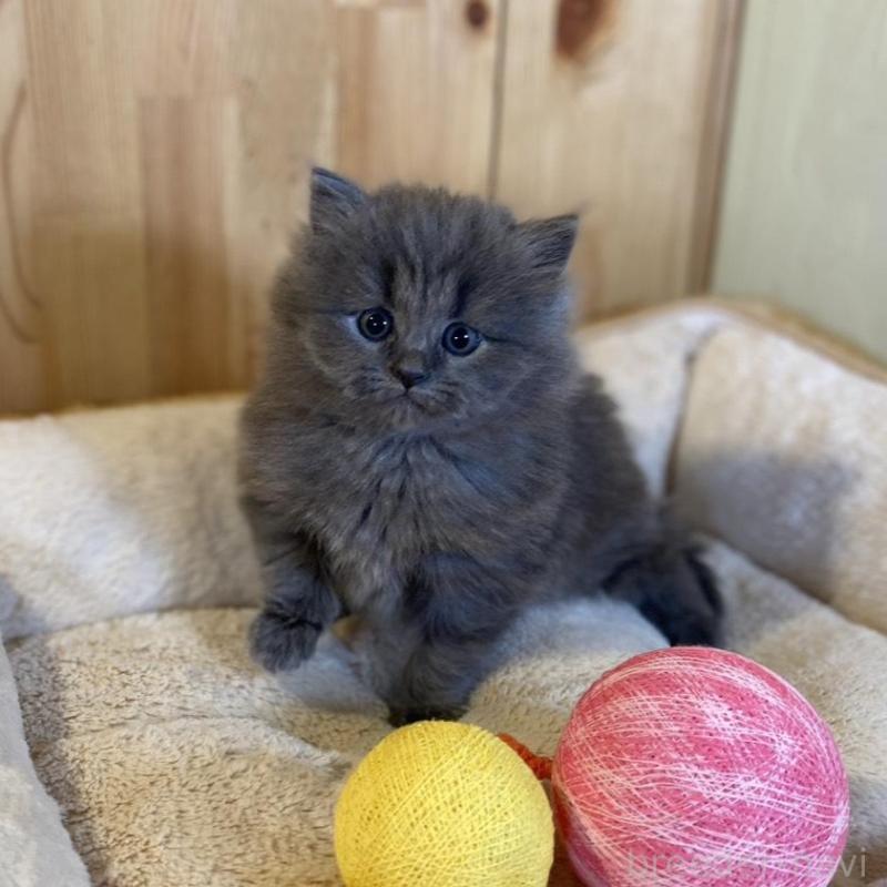 販売中の長野県のマンチカン-136662の5枚目