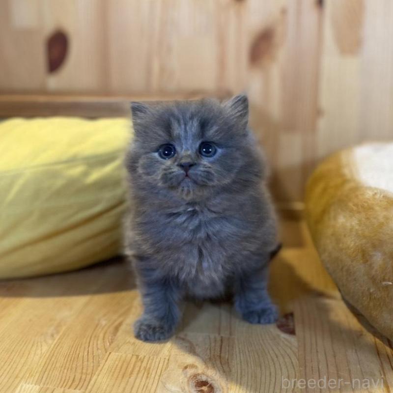 販売中の長野県のマンチカン-136662の4枚目