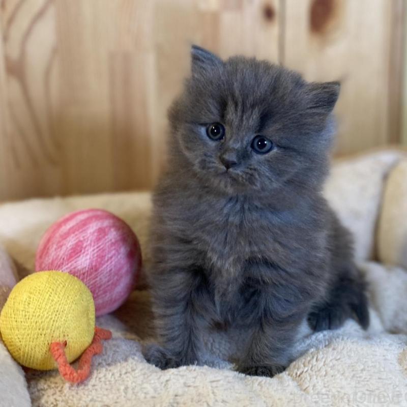 販売中の長野県のマンチカン-136662の1枚目