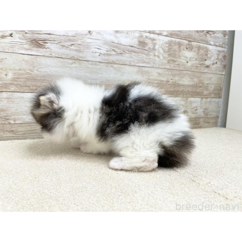 販売中の千葉県のスコティッシュフォールド-136725の5枚目
