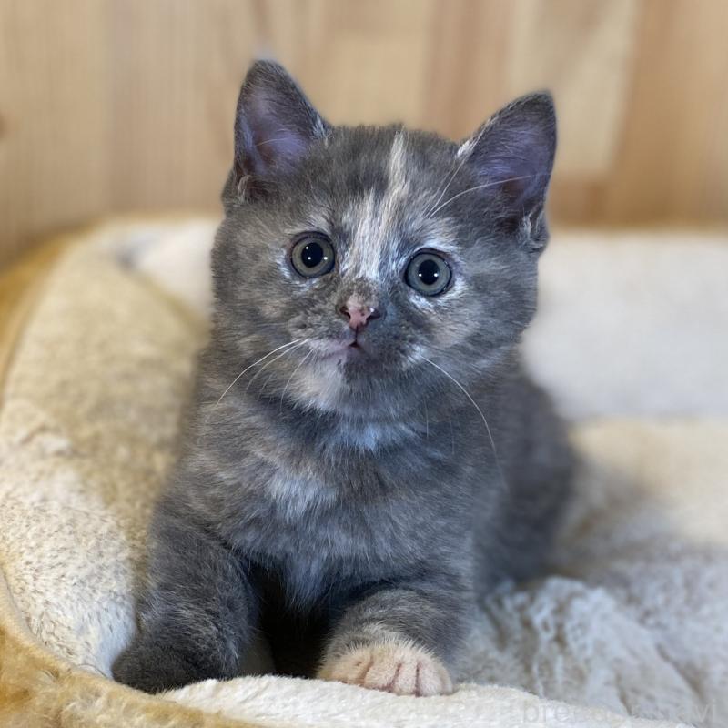 成約済の長野県のマンチカン-135370の1枚目