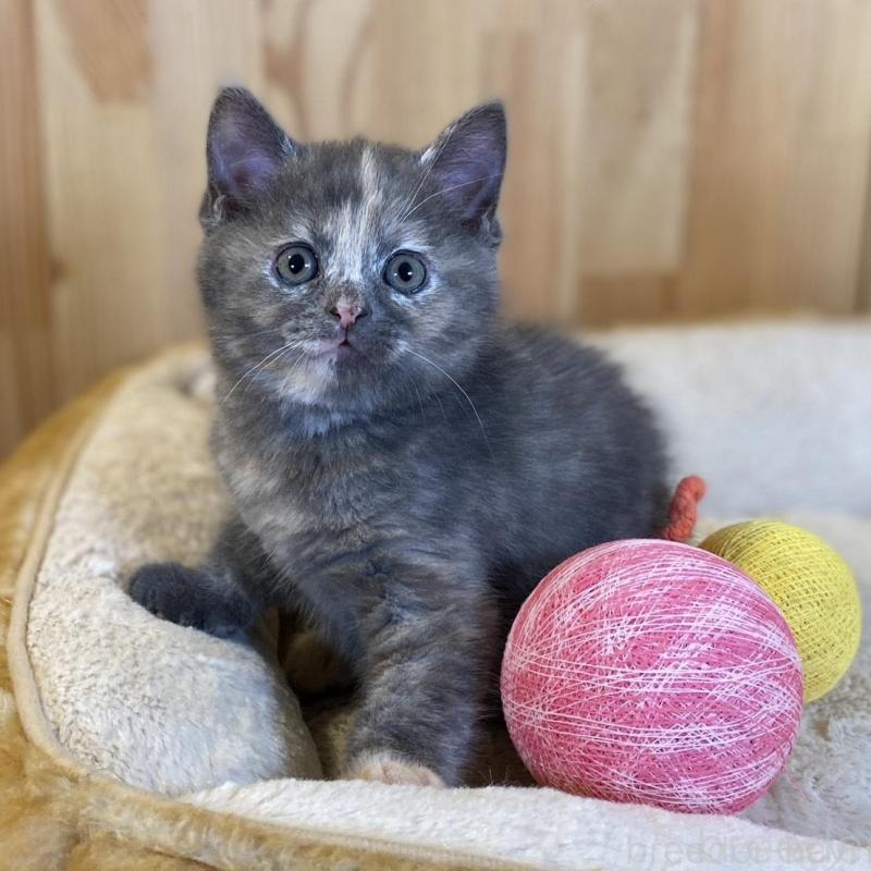 成約済の長野県のマンチカン-135370の10枚目