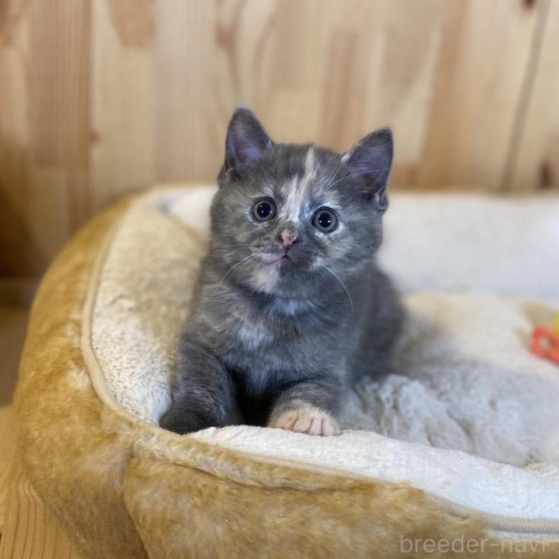 成約済の長野県のマンチカン-135370の9枚目