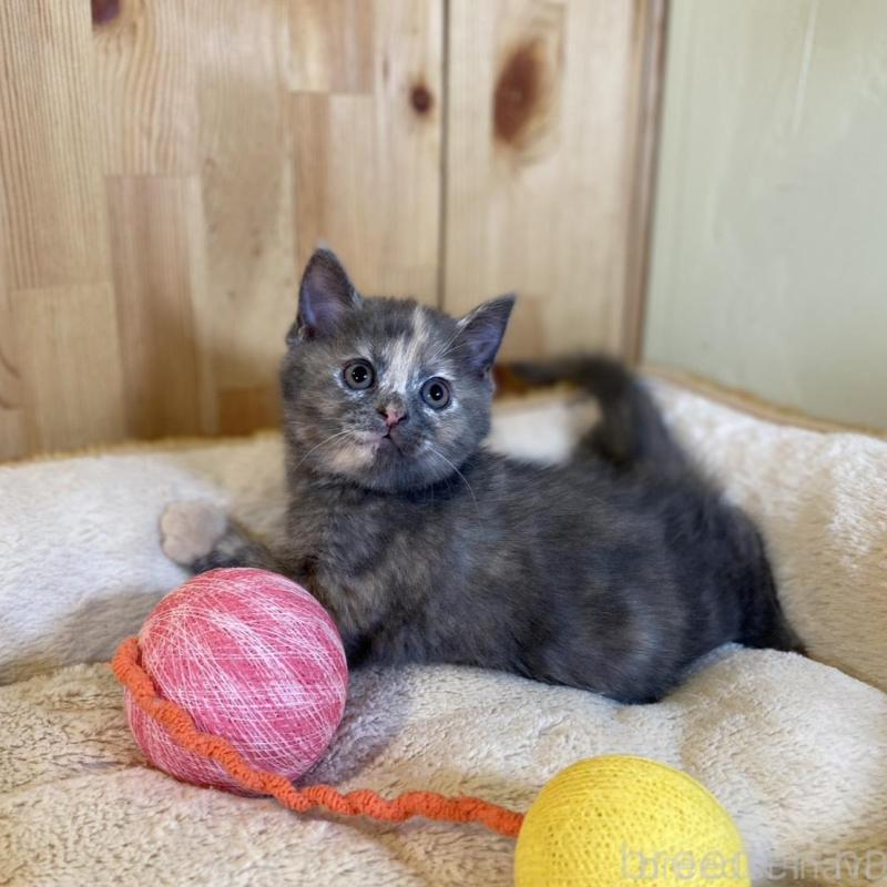 成約済の長野県のマンチカン-135370の8枚目