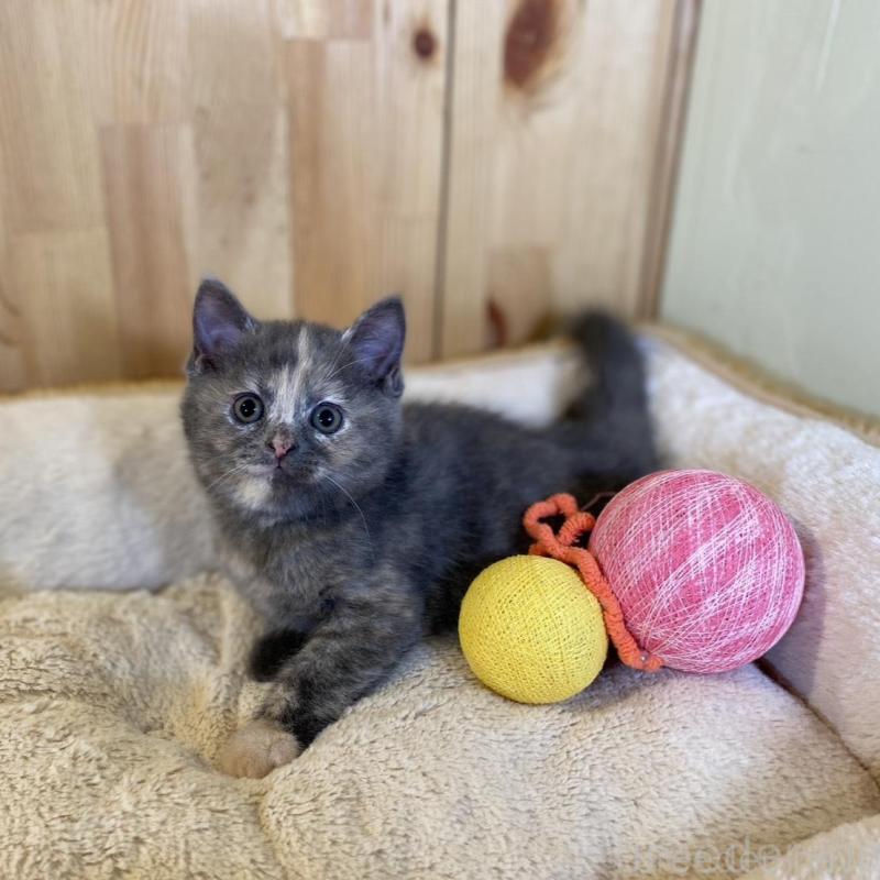 成約済の長野県のマンチカン-135370の7枚目