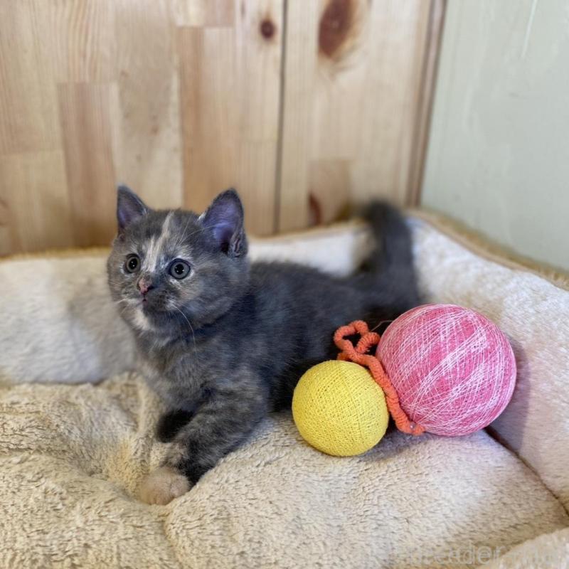 成約済の長野県のマンチカン-135370の6枚目