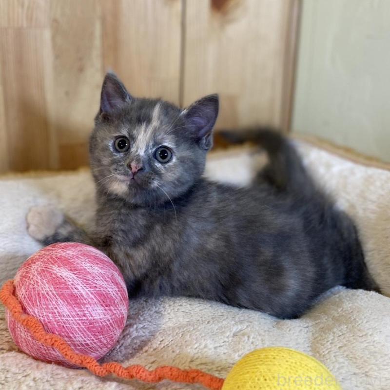 成約済の長野県のマンチカン-135370の5枚目