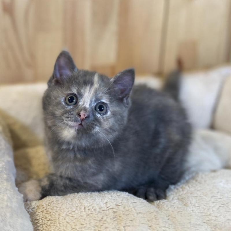 成約済の長野県のマンチカン-135370の4枚目