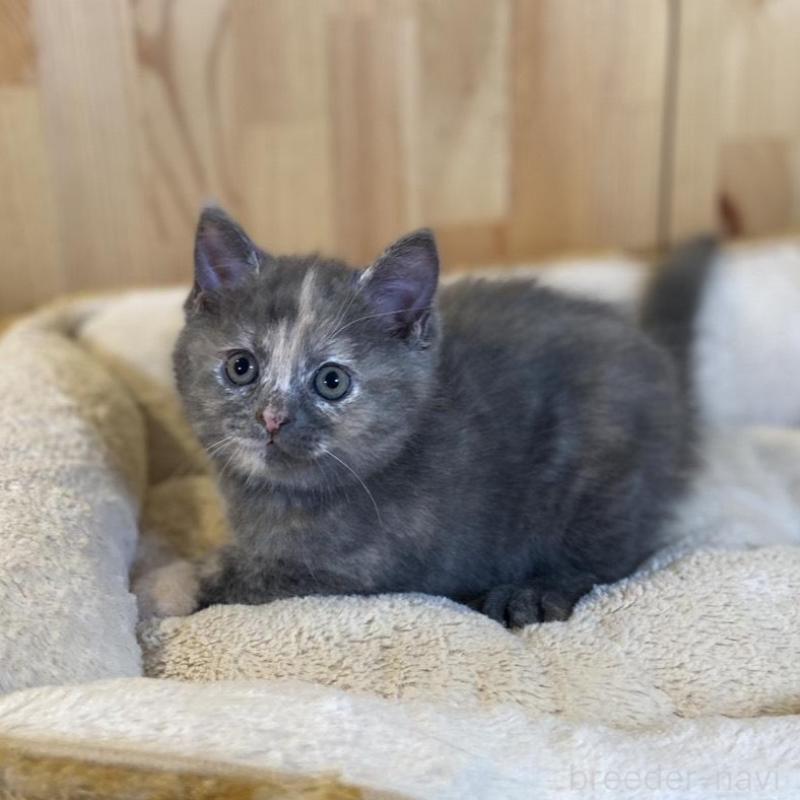 成約済の長野県のマンチカン-135370の3枚目