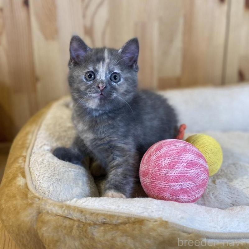 成約済の長野県のマンチカン-135370の2枚目