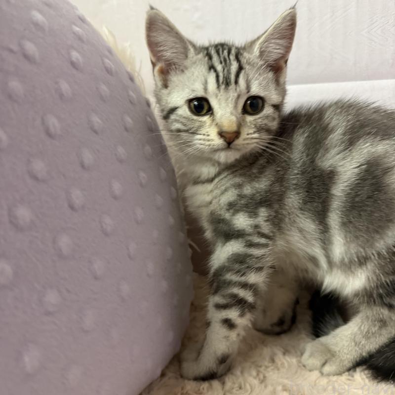 販売中の神奈川県のアメリカンショートヘア-136664の1枚目