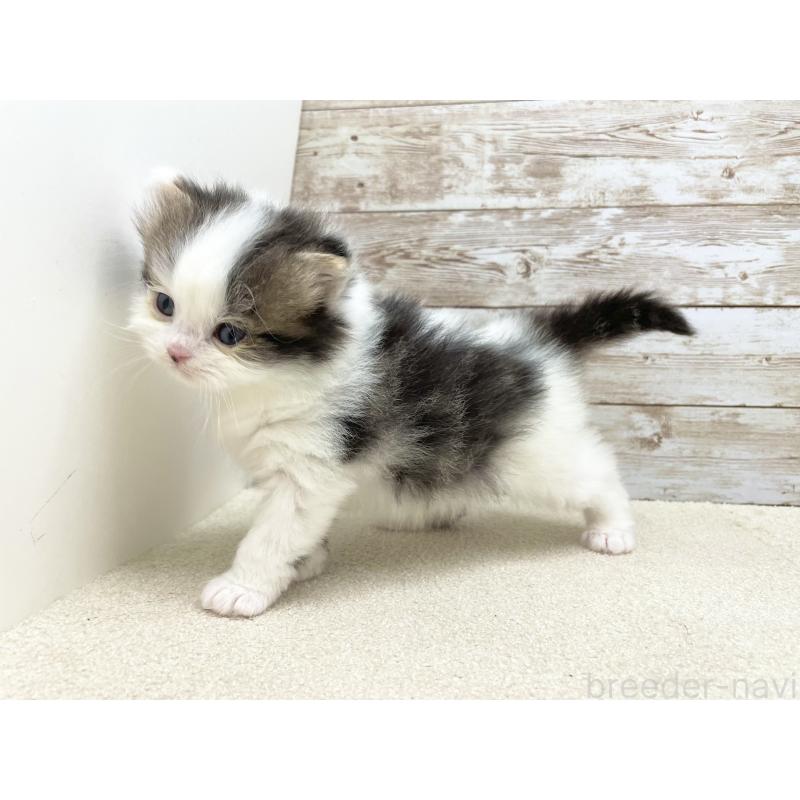 販売中の千葉県のスコティッシュフォールド-136725の4枚目