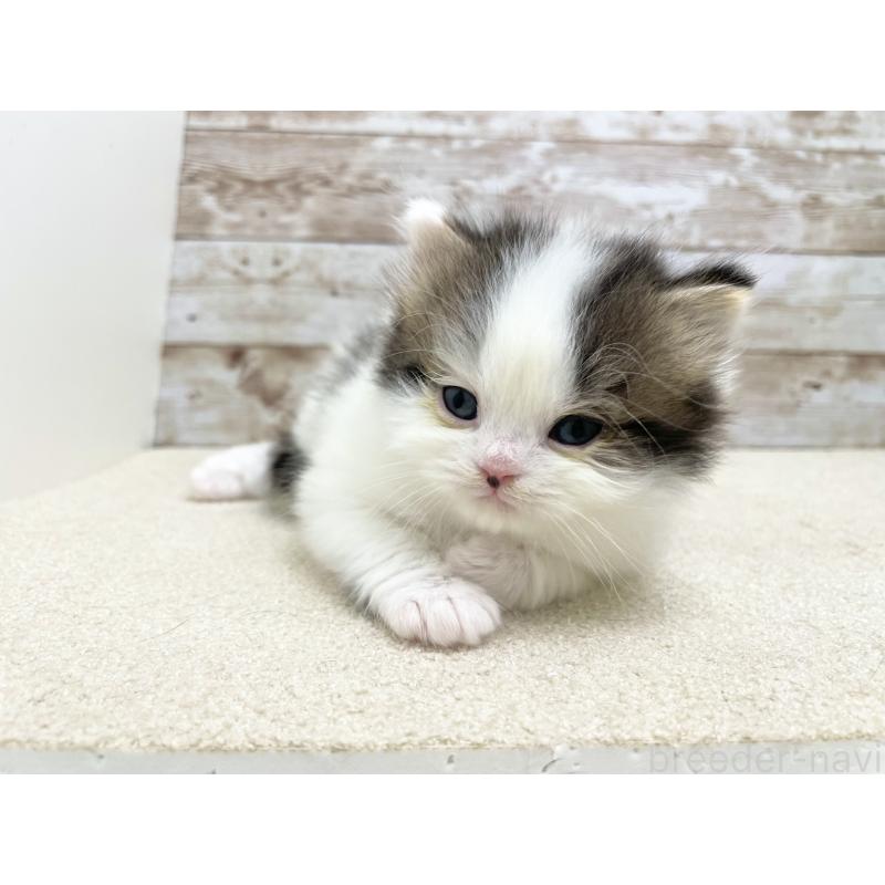 販売中の千葉県のスコティッシュフォールド-136725の3枚目